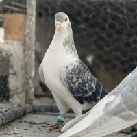 ساده پولکی|پرنده|بردسکن, |دیوار