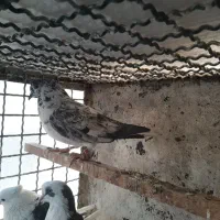 کفتر کبوتر|پرنده|تهران, باشگاه نفت|دیوار