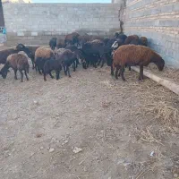 ۳۰تاگوسفندقزل افشار