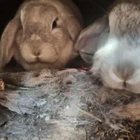 خرگوش لوپ ماده