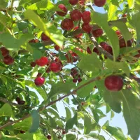 فروش زمین ۹۰۰۰ متری سنددار داخل روستا|فروش زمین و ملک کلنگی|کاغذکنان, |دیوار