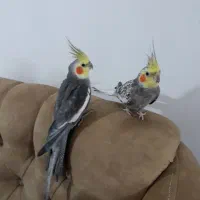 سلام عروس هلندی هردونر معاوضه باقناری نر|پرنده|رشت, پاره بیجار|دیوار