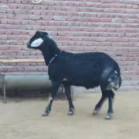 قورچ قره قزل