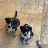 توله پاپی نژادذار