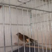 قناری ماده