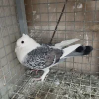 کبوتر بلژیکی ماده