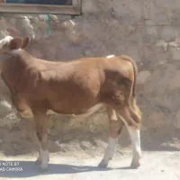گوساله نر