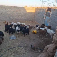 بزوکره|حیوانات مزرعه|مهریز, |دیوار