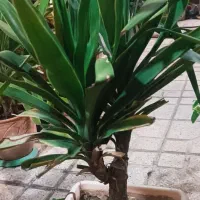 گل اپارتمانی