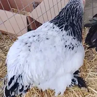 مرغ وخروس برهما اصل