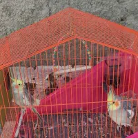 عروس هلندی