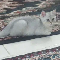 بچه گربه بریتیش نر