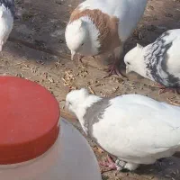 ماده پرتقالی بدون خال غلط طوق کامل و واشری