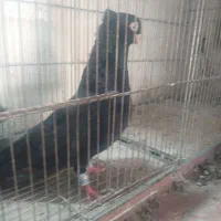 کفترابادانی