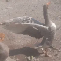 یک جفت غاز نر و ماده به فروش میرسد|حیوانات مزرعه|آبادان, |دیوار