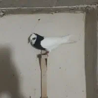 کبوتر|پرنده|شیراز, رکن‌آباد|دیوار