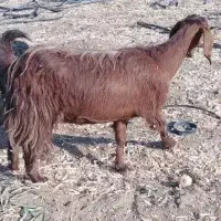 بز اسرائیلی اصل