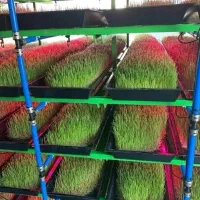 فروش علوفه هیدروپونیک گندم جو ذرت یونجه