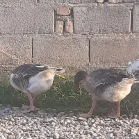 قاسم محلی قیمت دونه ای که ۶۰۰