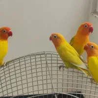 طوطی کوتوله برزیلی « فیشر رنگ خاص»