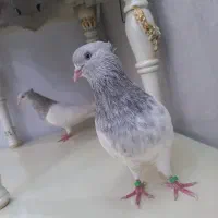 کبوتر کله ای الماسی