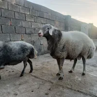 قوچ سبز تخمی