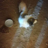 سگ  پاپی پامراشپیتز حرف گوش کن|سگ|مبارکه, |دیوار