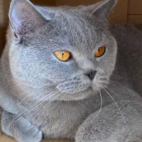 واگذاری اسکاتیش ماده|گربه|رشت, دروازه لاکان|دیوار