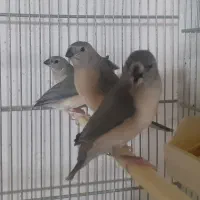 فنچ گلدین جوجه ۵۰۰