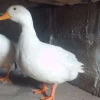 اردک نر و ماده سرحال