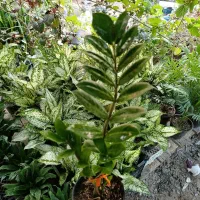 کامپکت مقاوم ترین گل آپارتمان