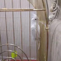 هلندی آلبینو