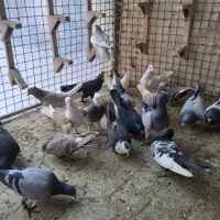 کفتر|پرنده|شیراز, شیشه‌گری|دیوار