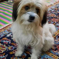 سگ نژاد پیکینیزوشیتزودرپاکدشت|سگ|پاکدشت, پاکدشت (مامازند)|دیوار