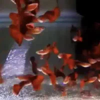 ماهیان گوپی مولی سواتر