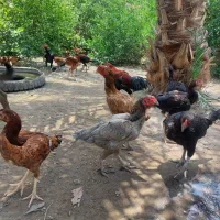 خروس ،جوجه خروس و جوجه مرغ وماده مرغ نژاد دار|حیوانات مزرعه|میناب, |دیوار