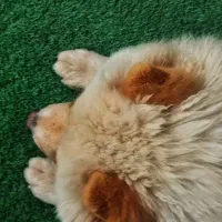 سگ چاوچاو اصیل