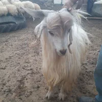 بزدوساله