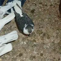 کبوتر فروشی