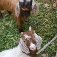 بز ماده دو قلو زا و بزغاله|حیوانات مزرعه|مشهد, سیس‌آباد|دیوار