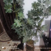 فروش خیلی فوری یک رختچه مصنوعی سفارت باگلدان|گل مصنوعی|دامغان, |دیوار