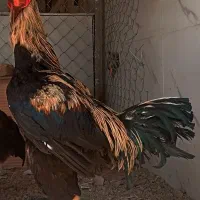 تخم مرغ لاری