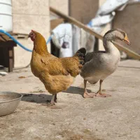 مرغ و غاز|حیوانات مزرعه|قم, بیست متری ولیعصر|دیوار