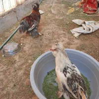 مرغ و خروس گلیین