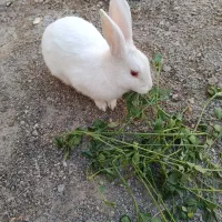 خرگوش خانگی|موش و خرگوش|گناباد, |دیوار