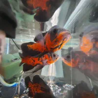 ماهی اسکار سلطنتی رد