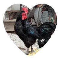 خوب دو رگ محلی