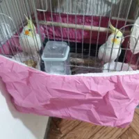 عروس هلندی|پرنده|شوش, |دیوار