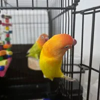 کوتوله برزیلی نژاد خاص|پرنده|مشهد, الهیه|دیوار