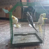 عروسی هلندی مولد